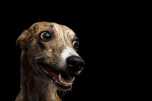 Funny Portrait Of Whippet Dog On Isolated Black Background
