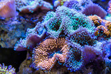 Fototapeta Do akwarium - Ricordea florida Coral