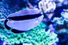 Banded Angelfish Also Known As Black Bandit Angelfish (Apolemichthys Arcuatus) In Reef Tank