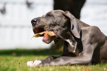 Sticker - great dane puppy lies on the lawn and chews at a pig's ear