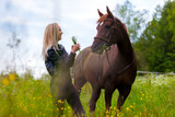 Fototapeta Konie - Happy young woman feeding her arabian horse with snacks in the field