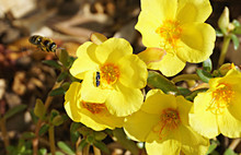 Yellow Flowers With Bee And Ant