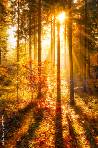 Plakat Złoty jesień las w świetle słonecznym