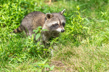 Bandit Squirrel Free Stock Photo - Public Domain Pictures