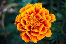 Flower Marigold On A Dark Natural Background