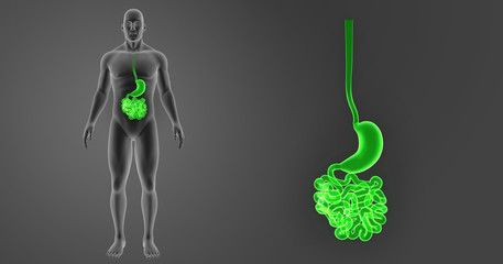 Wall Mural - Stomach and small intestine zoom with body anterior view