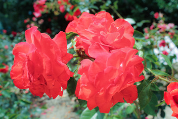 Bright red roses.