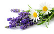 Daisies and Lavender flowers bunch on white background