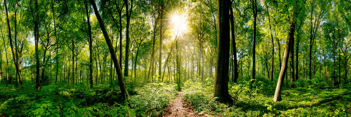 Poster - Path in the forest lit by golden sun rays