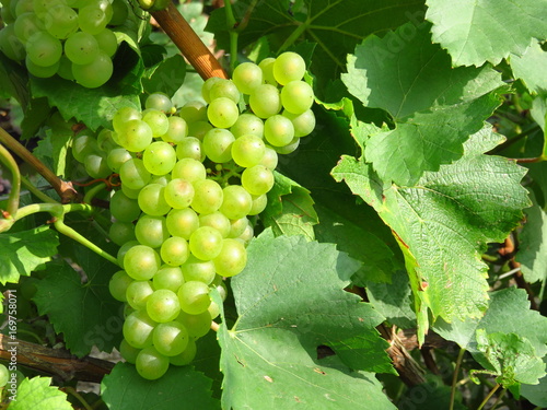 Grappe De Raisin Blanc Cepage Chardonnay En Champagne France Stock Photo Adobe Stock