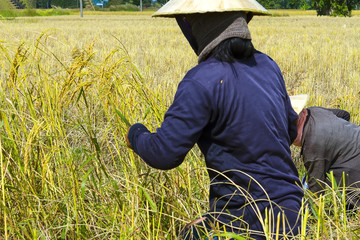 Two farmer harvest