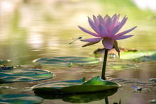 Lotus With Dragonfly #1
