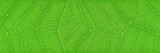 horizontal green leaf texture for pattern and background
