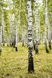 Fototapeta Natura - birch forest summer landscape