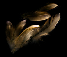 Bird Feather On Black Background