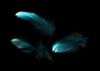 bird feather on black background