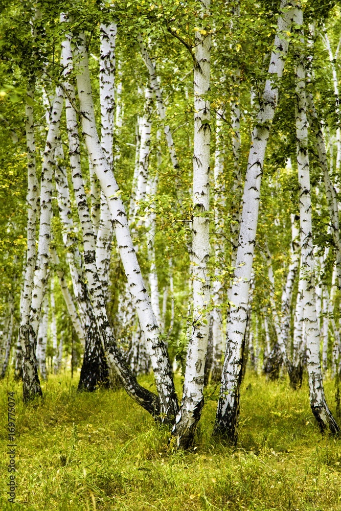 birch forest summer landscape - obrazy, fototapety, plakaty 