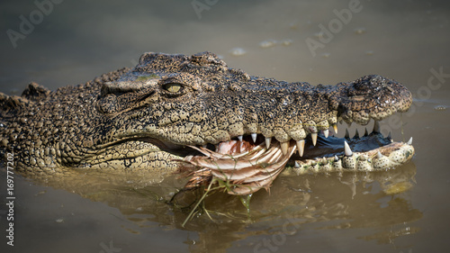 Obraz na płótnie Krokodyl