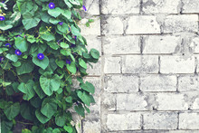 A Brick Wall And A Climbing Plant With Purple Flowers. Floral Background.