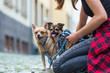 © Christian Müller - woman kneels with a chihuahua and and a chihuahua hybrid dog on a road