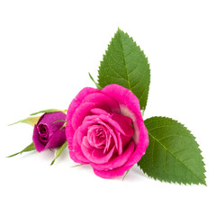 pink rose flower bouquet isolated on white background cutout