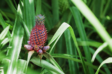 Ripening Red Pineapple