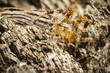 Pająk krzyżak,  Araneus