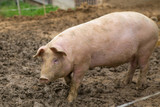 Fototapeta Zwierzęta - Young pigs in mud in herd at pig breeding farm