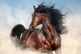 Fototapeta Konie - Bay stallion with long mane run fast in desert dust 