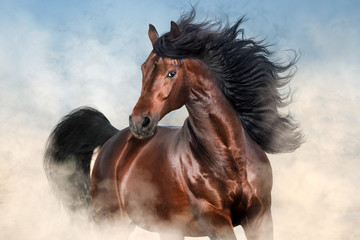 bay stallion with long mane run fast in desert dust