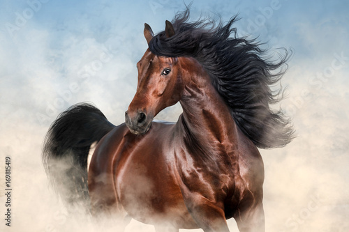 Fotomural Bay stallion with long mane run fast in desert dust