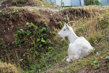 White Homemade Goat Capra Aegagrus Hircus Lying On The Grass Lies On The Green Grass Near The Ravine.