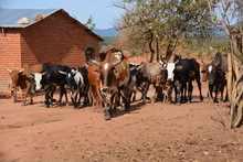 Cattle Are Walking In Rural Village, Luwerezi, Malawi, Africa