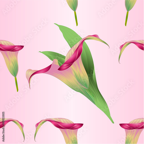 Seamless Texture Calla Lily Pink Flower Herbaceous Perennial Ornamental Plants Vintage Vector Illustration Editable Hand Draw Buy This Stock Vector And Explore Similar Vectors At Adobe Stock Adobe Stock,Anime Girl Looking Out Window