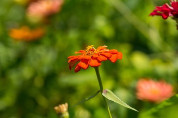 Wall Mural - Close up of garden flowers