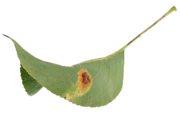 Pear rust