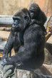 Gorilla mother with baby