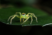 Green Jumping Spider On Green Leaf Extreme Close Up - Macro Photo Of Green Jumping Spider On Green Leaf