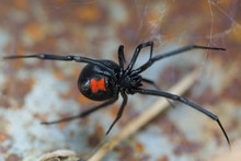 Species Latrodectus Mactans. Black Widow Spider. 