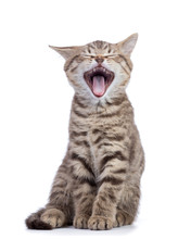 Yawning Small Grey Cat Kitten Isolated On White Background