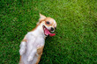 Chihuahua dog lying down playing on the lawn happily