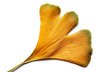 Wall Mural - Intense yellow autumn Ginkgo biloba leaf close up isolated on white.