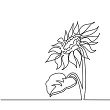 Beautiful Sunflower. Continuous Line Drawing. Vector Illustration