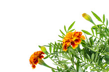 Small Bouquet Of Tagetes On White Background
