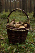 Wicker Basket With Mushrooms