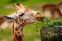 Giraffe Eating In A Zoo.  Planckendael Zoo, Mechelen, Flanders, Belgium