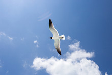 One Seagull On The Blue Sky Background