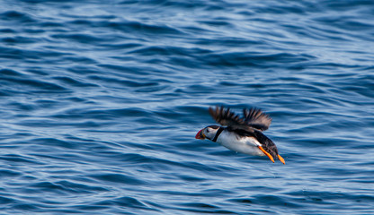 Wall Mural - Atlantic Puffin flying above the water near Reykjavik.