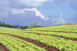 Lettuce planting irrigation