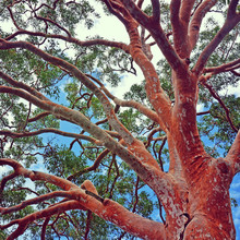 Tangled Branches Of A Sydney Red Gum, Angophora Costata, NSW, Australia